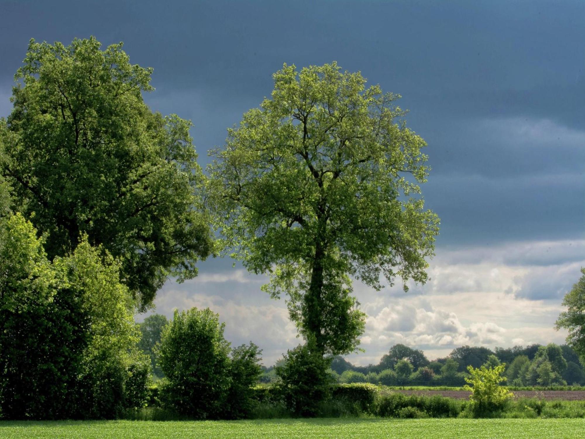 Quaint Farmhouse In Geesteren With Meadow View エクステリア 写真